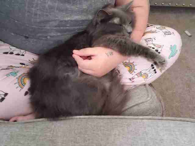 cat stuck in couch