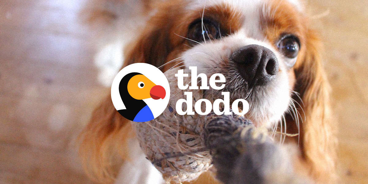 Share Your Cat, Dog & Animal Videos - The Dodo