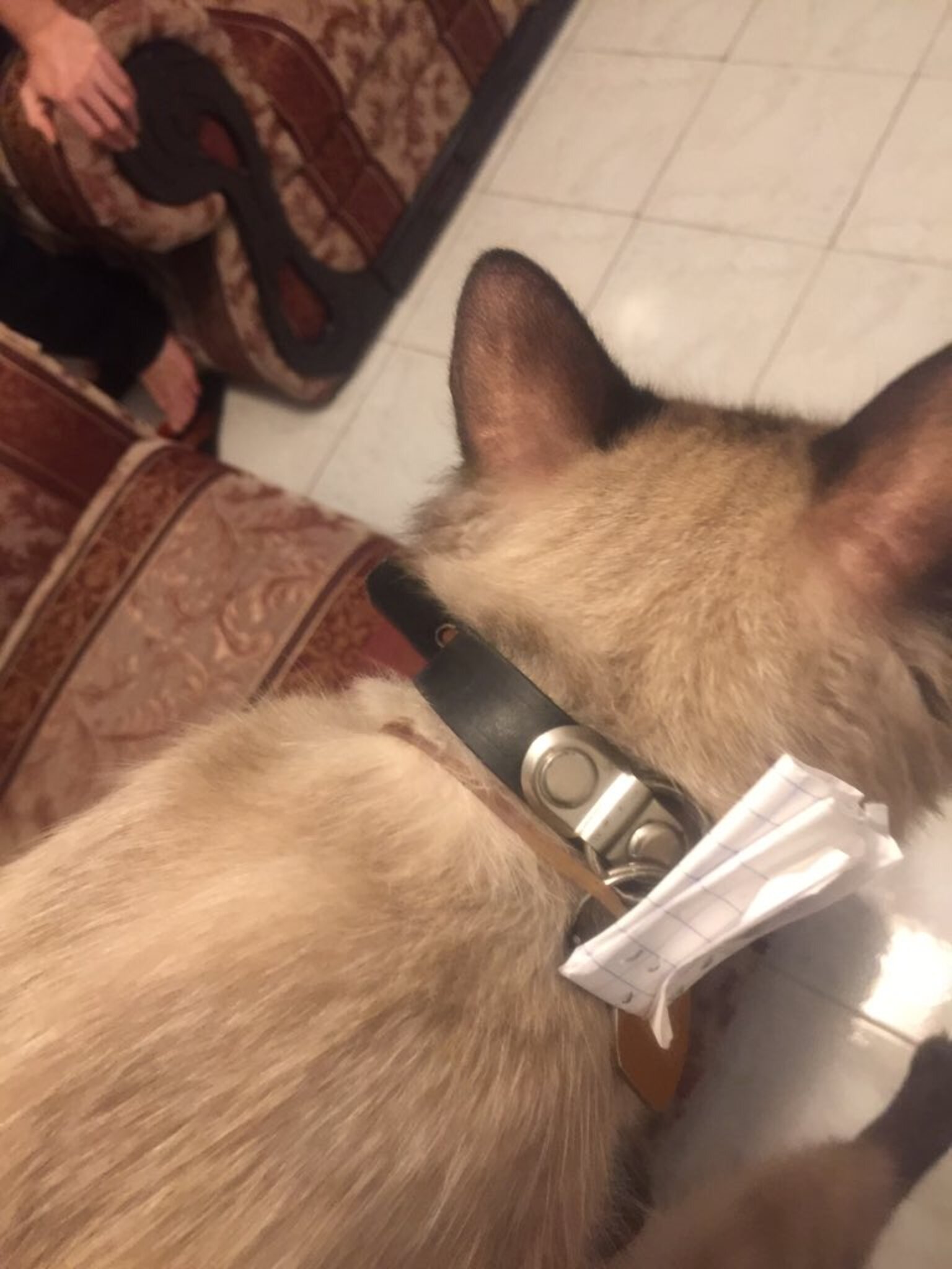 Котик скучает. Кошка вернулась домой. Вино для кошек. Вино для кошек. Groove cats once in a lifetime groove 2006.