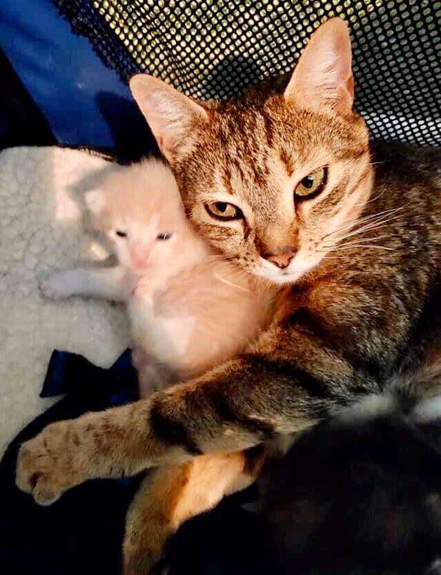 Mama stray cat reunites with kittens