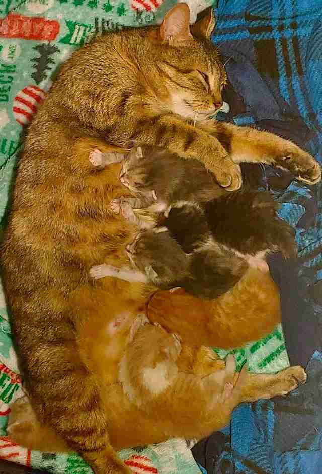 Stray cat reunites with kittens in shelter