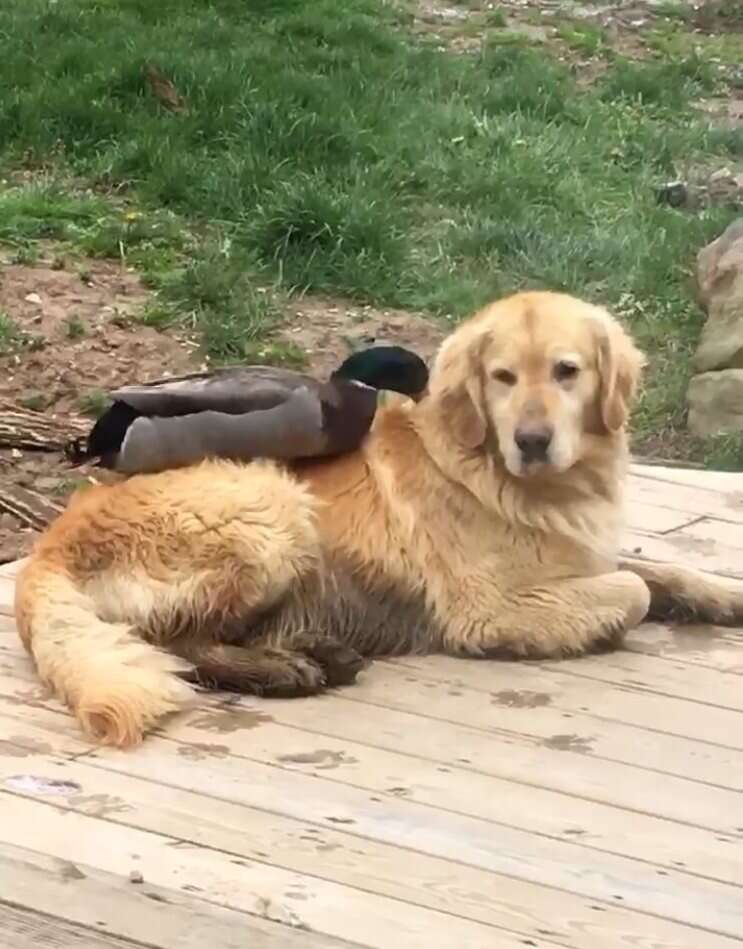 Golden retriever and duck are best friends