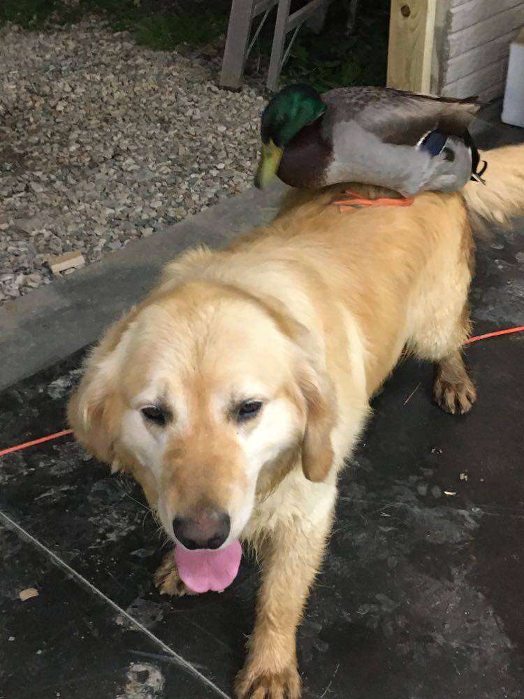 Duck rides his dog friend around