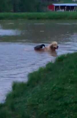 Dog and duck swim together