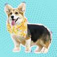 dog wearing yellow floral bandana