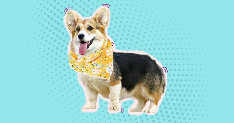 dog wearing yellow floral bandana