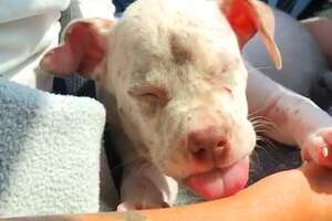 Tiny Deaf Puppy Grows Up And Finds Her Forever Family 