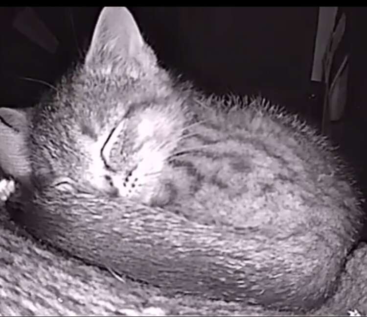 Cat cam captures photos of sleeping strays