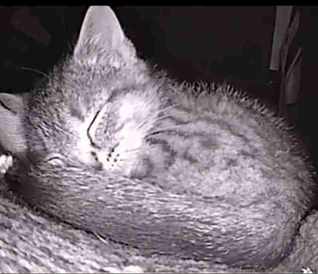 Cat cam captures photos of sleeping strays