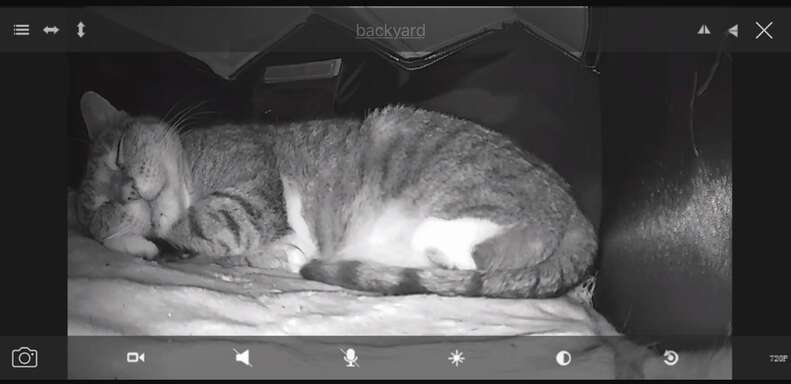 A stray cat secretly photographed in her cat house