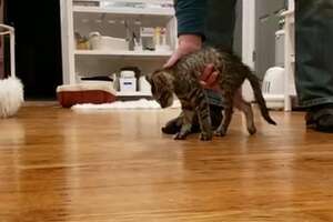 Teeny Tiny Paralyzed Kitten Surprises Everyone