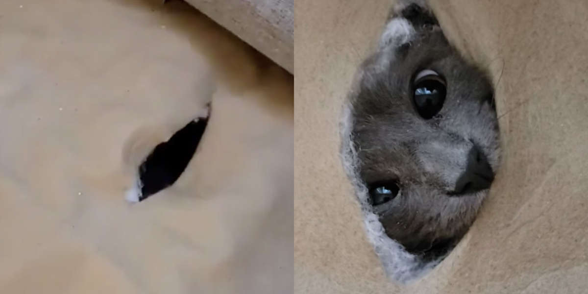 Cat Gets Stuck Inside Couch The Dodo