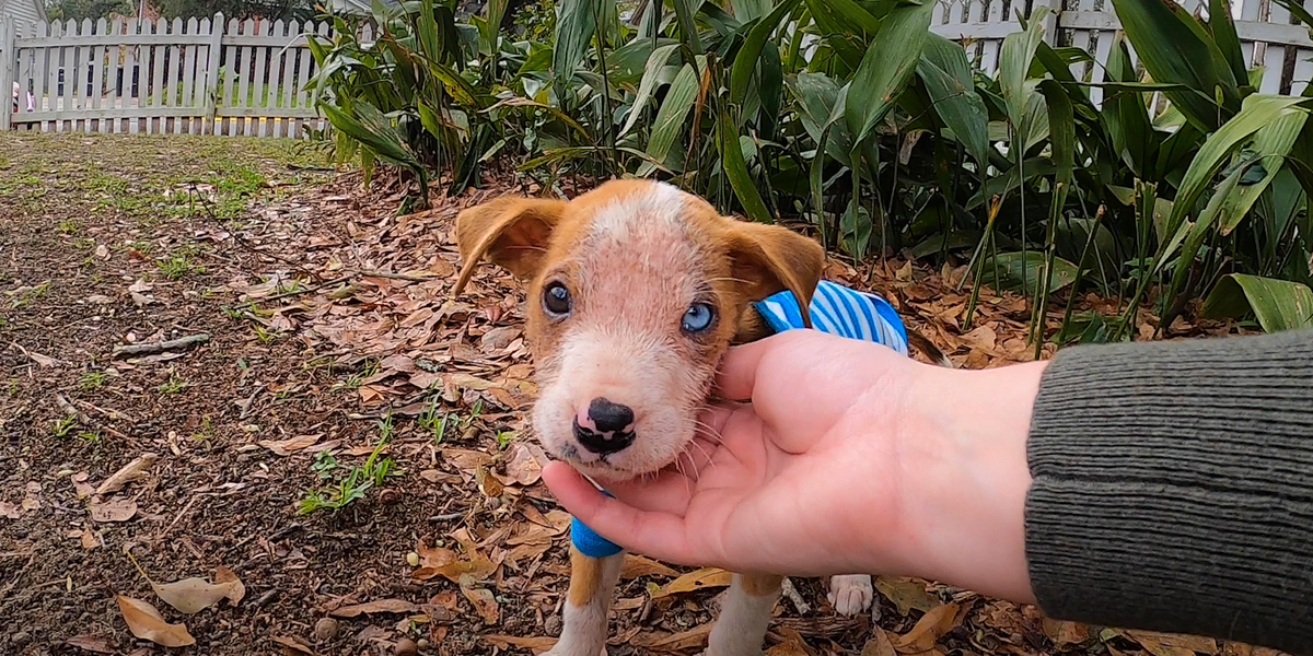 Puppy Found In Box Is The Biggest, Happiest Boy Now - Videos - The Dodo