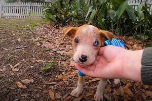 Puppy Found In Box Is The Biggest, Happiest Boy Now