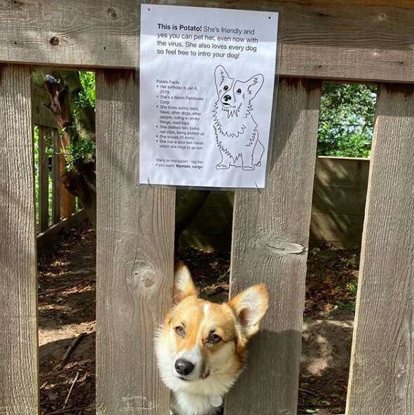 Dog gets a sign on her fence