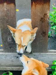 Potato the corgi makes a friend through the fence