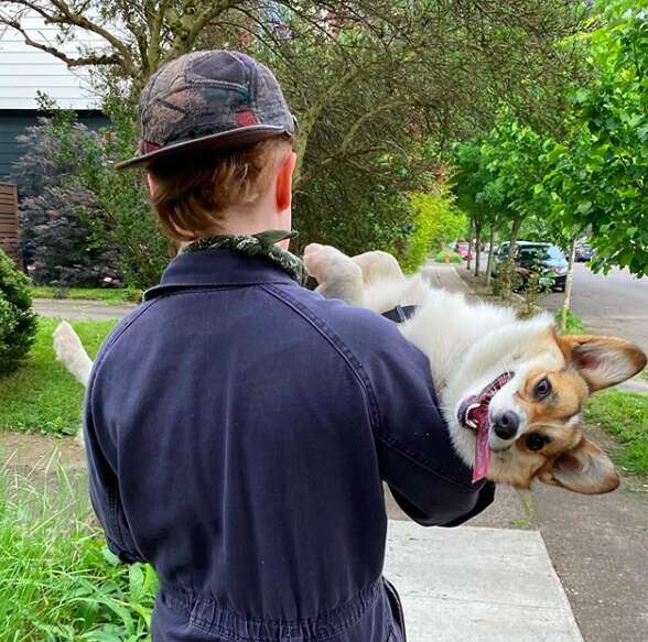 Potato the corgi smiling as she's carried by her owner
