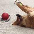 Dog's Love Letter To His Favorite Ball