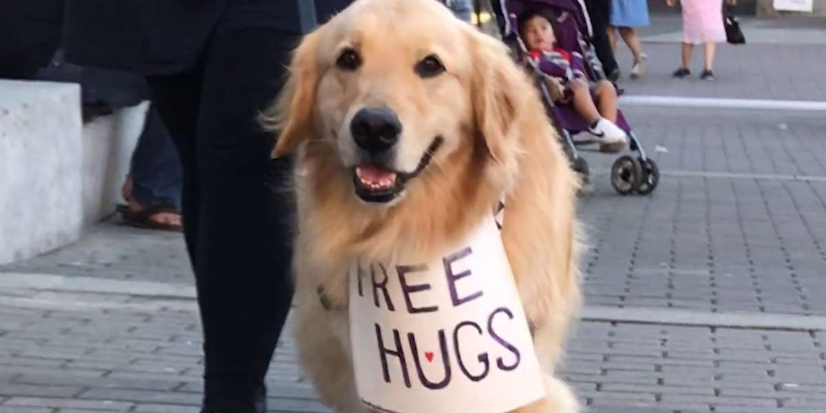 Dog Travels Around Giving Free Hugs - Videos - The Dodo