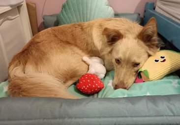 Dog's Favorite Toy Gets Discontinued, So Store Sends Him ...