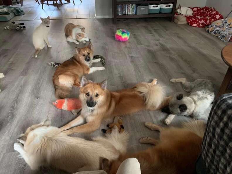 400 foster animals family