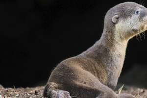 Lost Baby Otter Reunited With His Family