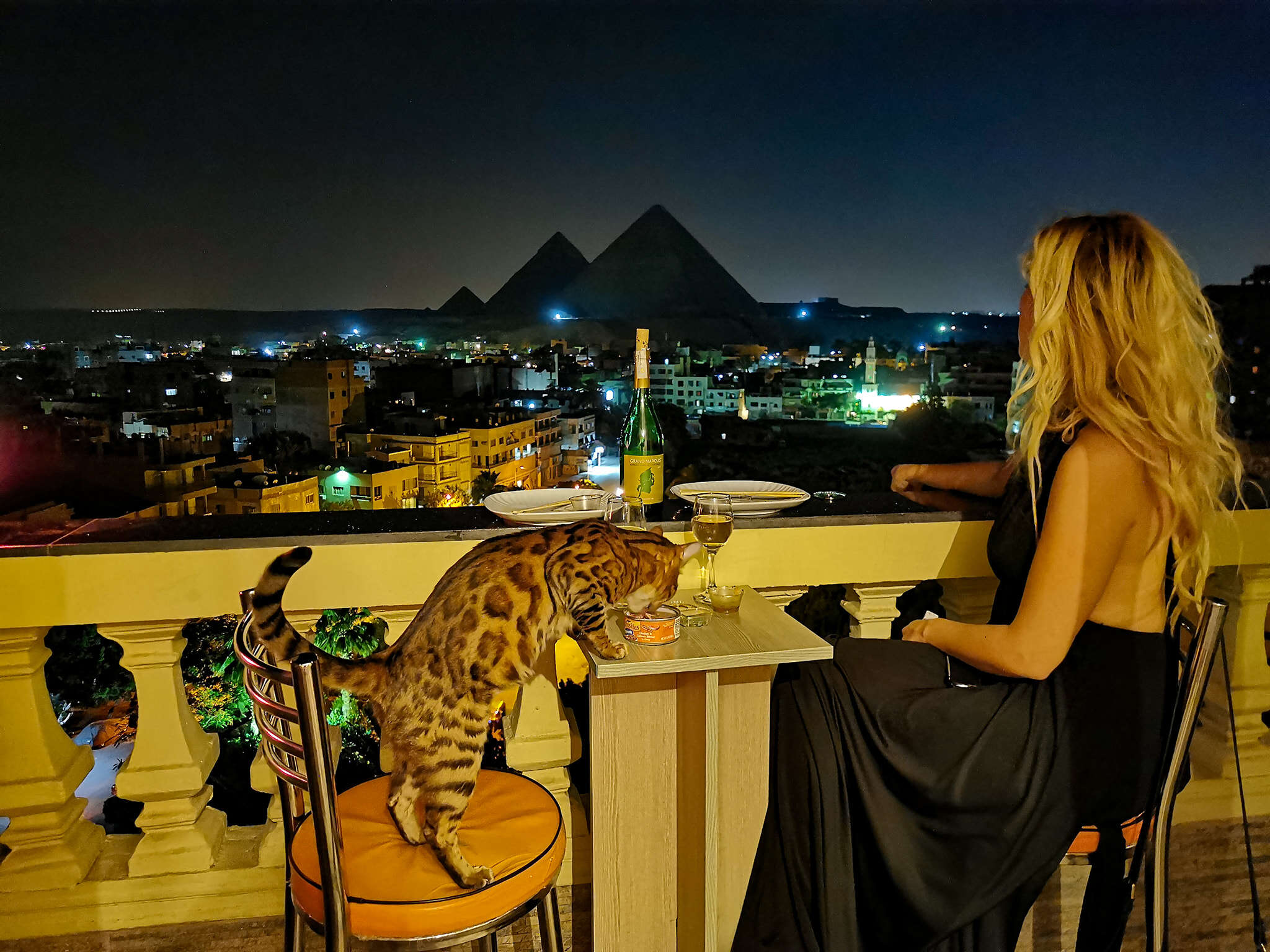 cat has best view