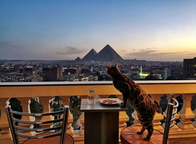 cat has best view