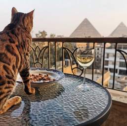 cat has best view