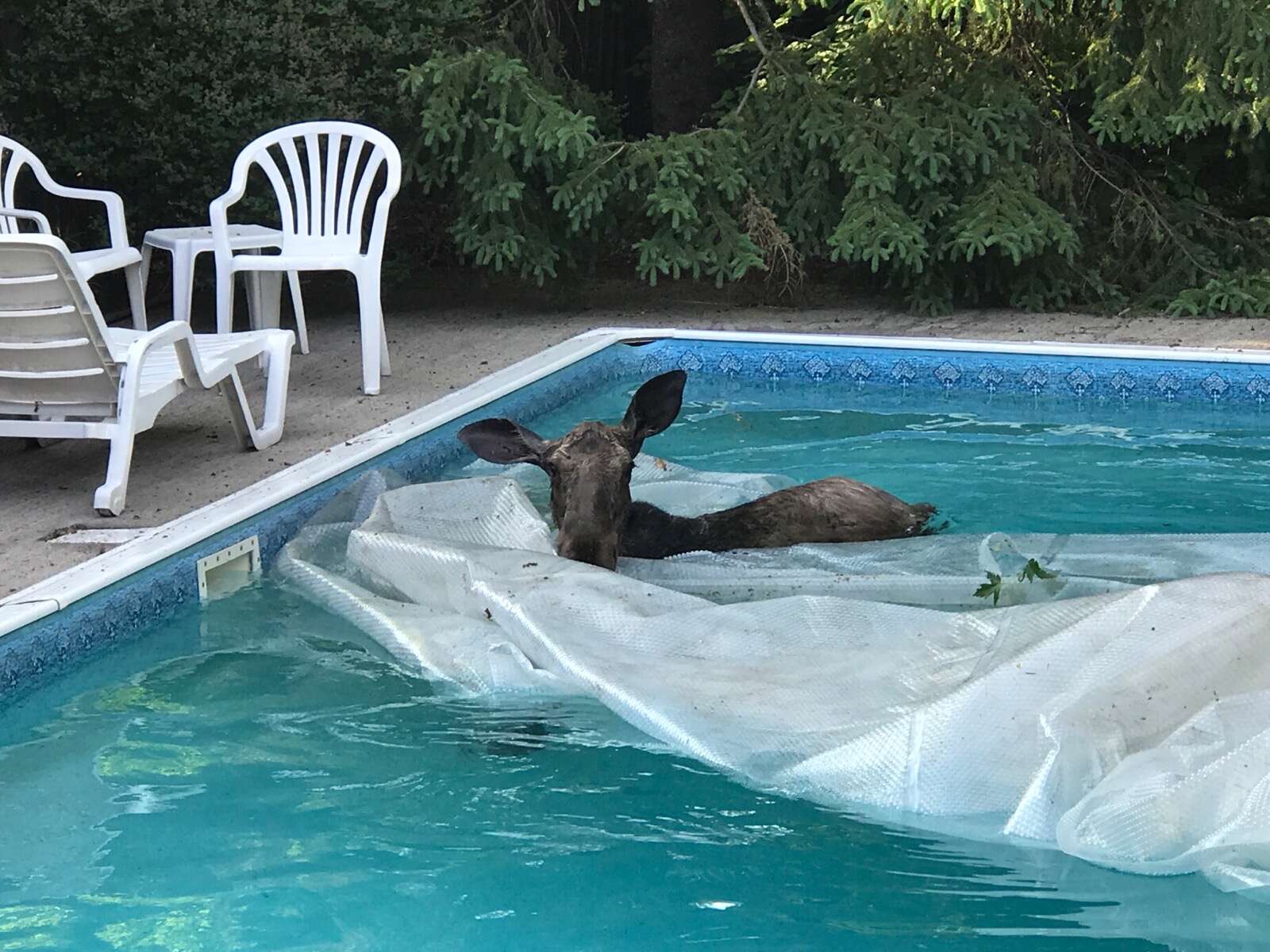 Man finds a moose swimming in his pool