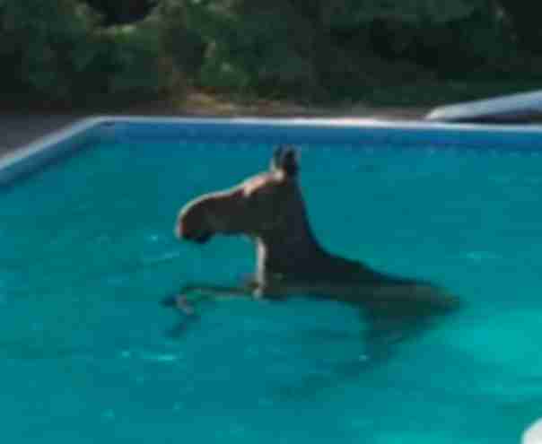 Female moose swims in pool