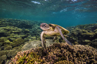Ningaloo Reef