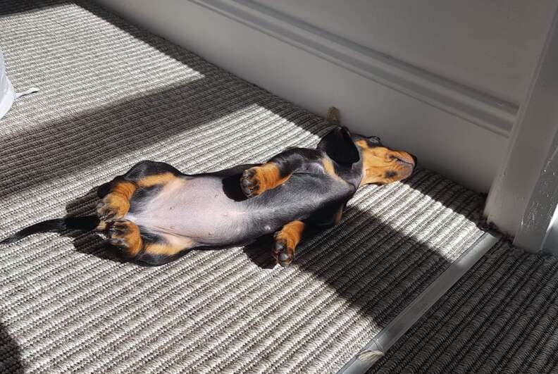 Nellie the puppy sleeps in a sun spot