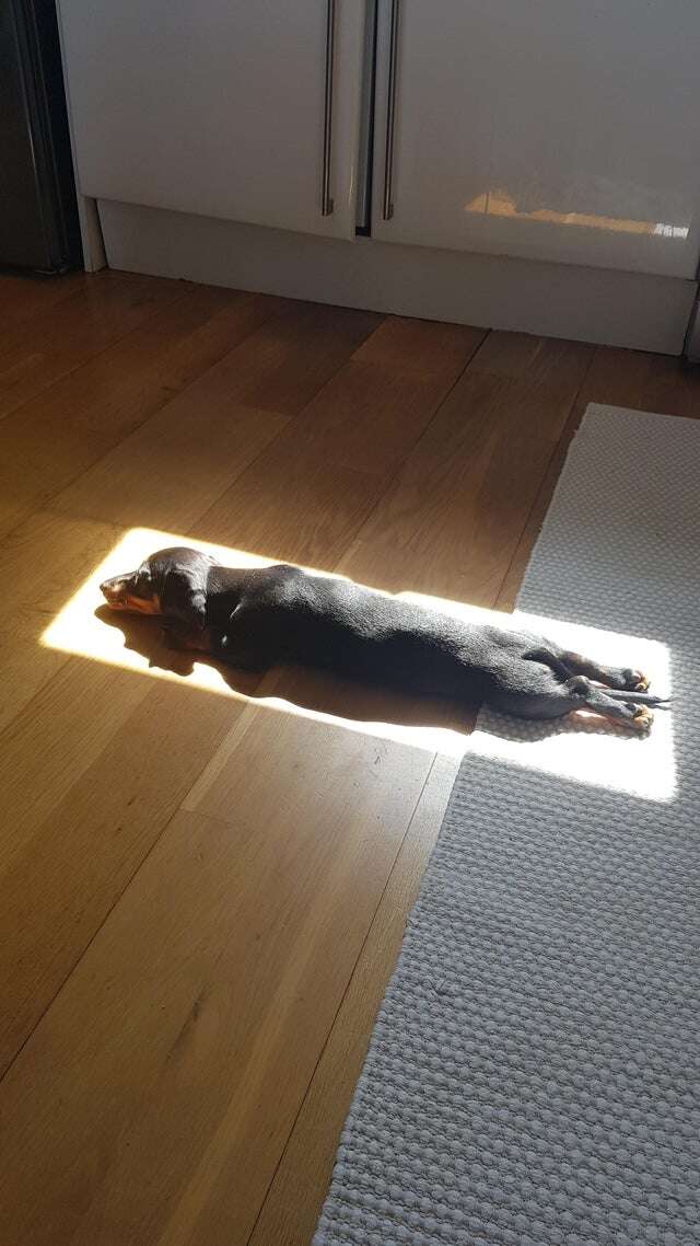 Puppy sleeps in perfect spot