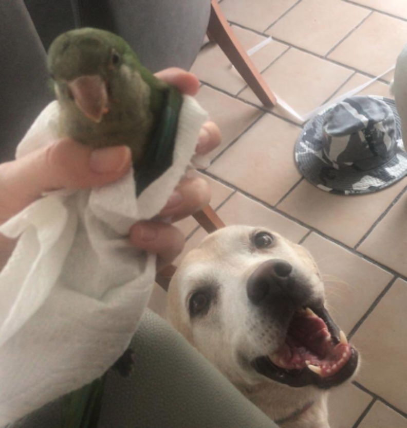 Image result for Dog Saves Baby Bird And Decides To Be Her Big Brother