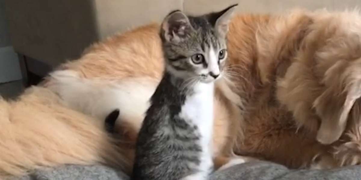 Tiny T-Rex Kitten Grows Up Racing Around The House - Videos - The Dodo