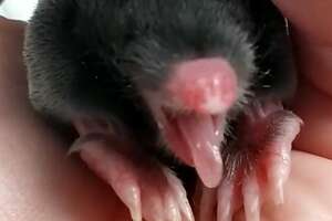 This Perfect Creature Is A Baby Mole