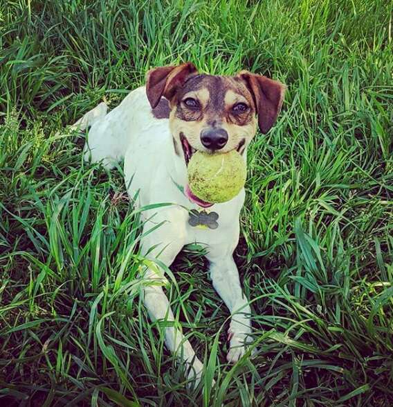 Dog loves to play fetch