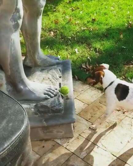 Dog tries to play fetch with statue