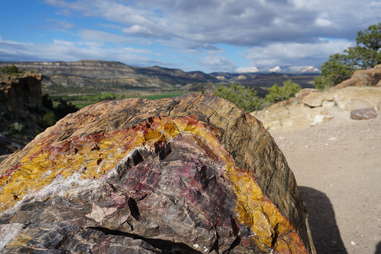 Petrified Forest trail