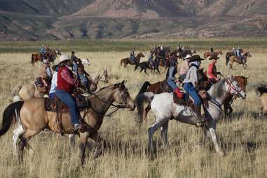 Bison roundup at Antelope Island State Park