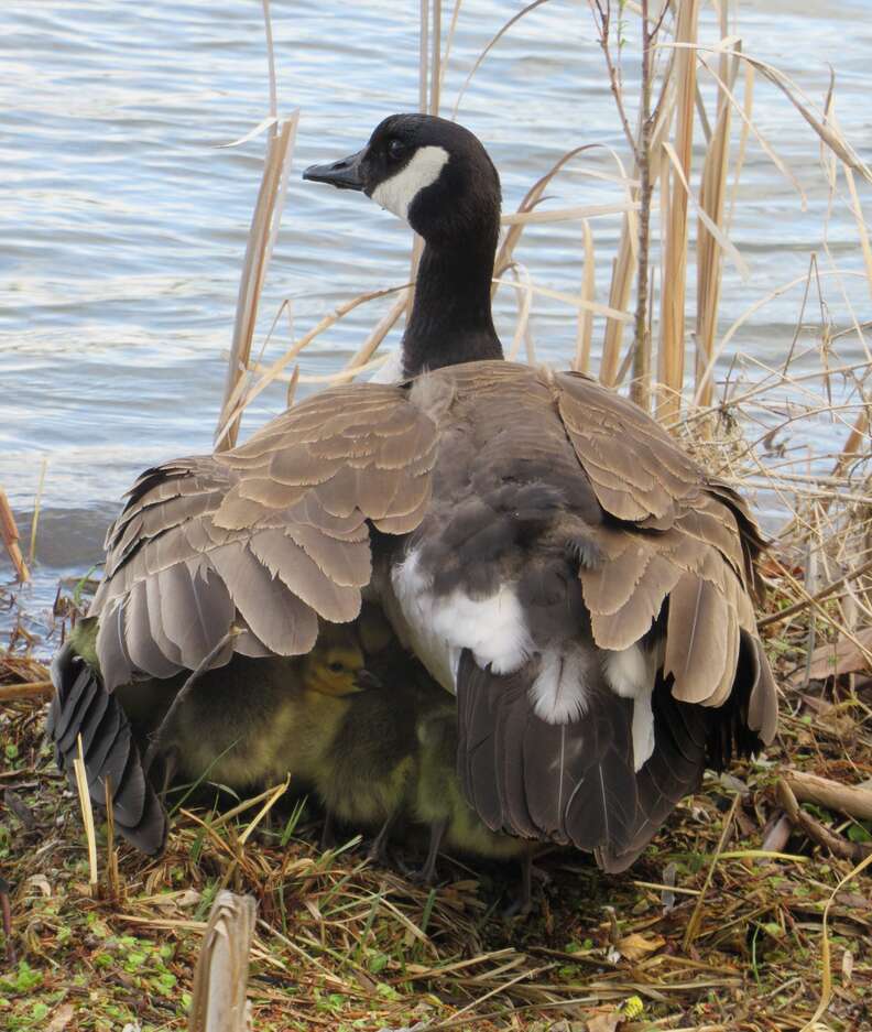 Goslings sleep under their mom's wings