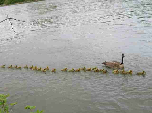 Mother goos watches over 47 goslings