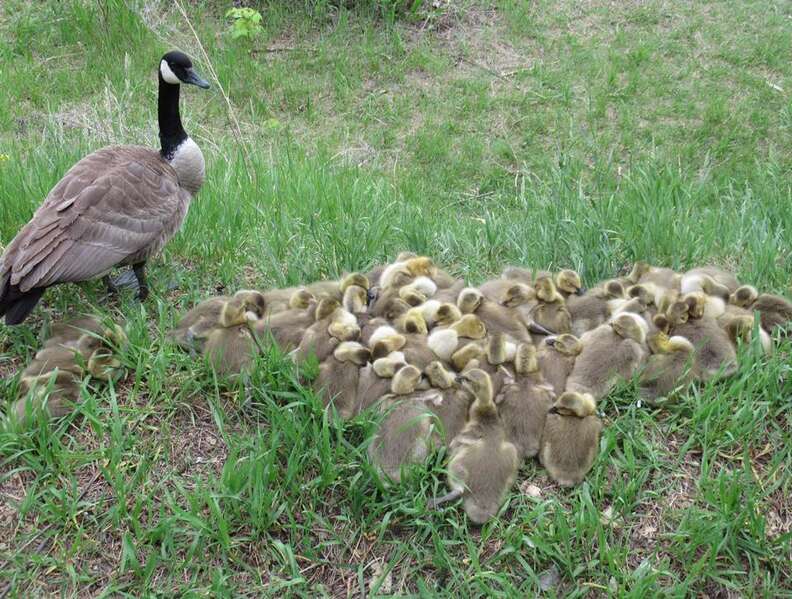 Mother goose watches her babies sleep