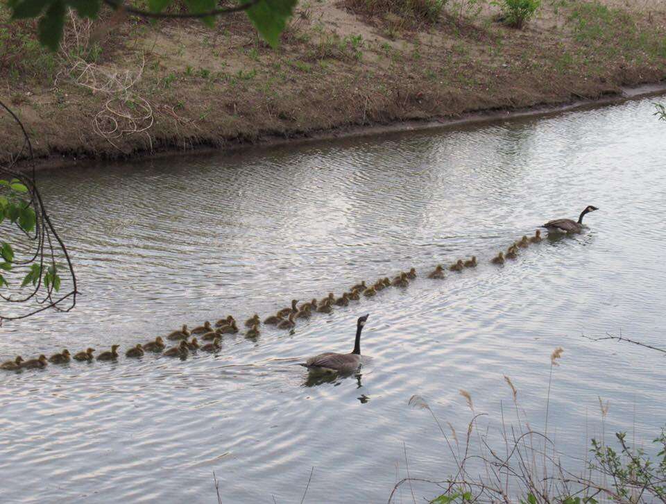 Mother goose watches over 47 babies