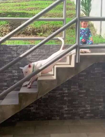 Dog slides down the stairs on his belly