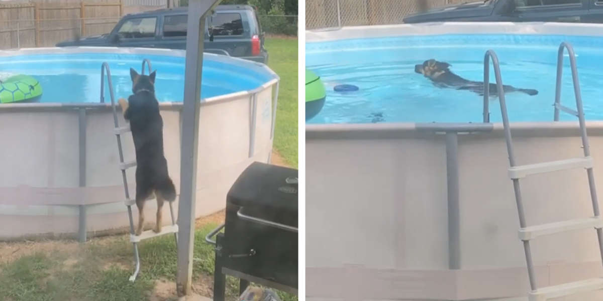 Family Catches Dog Taking A Secret Swim By Himself The Dodo