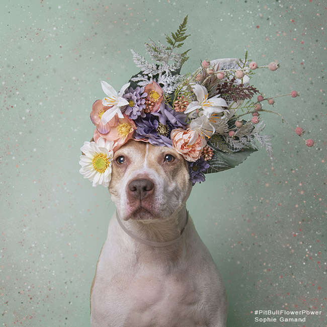 Blossom the homeless pittie starts her fifth stay in the shelter