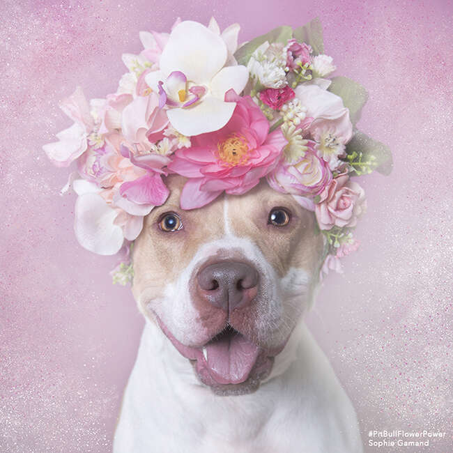 Blossom the shelter pit bull wears a flower crown