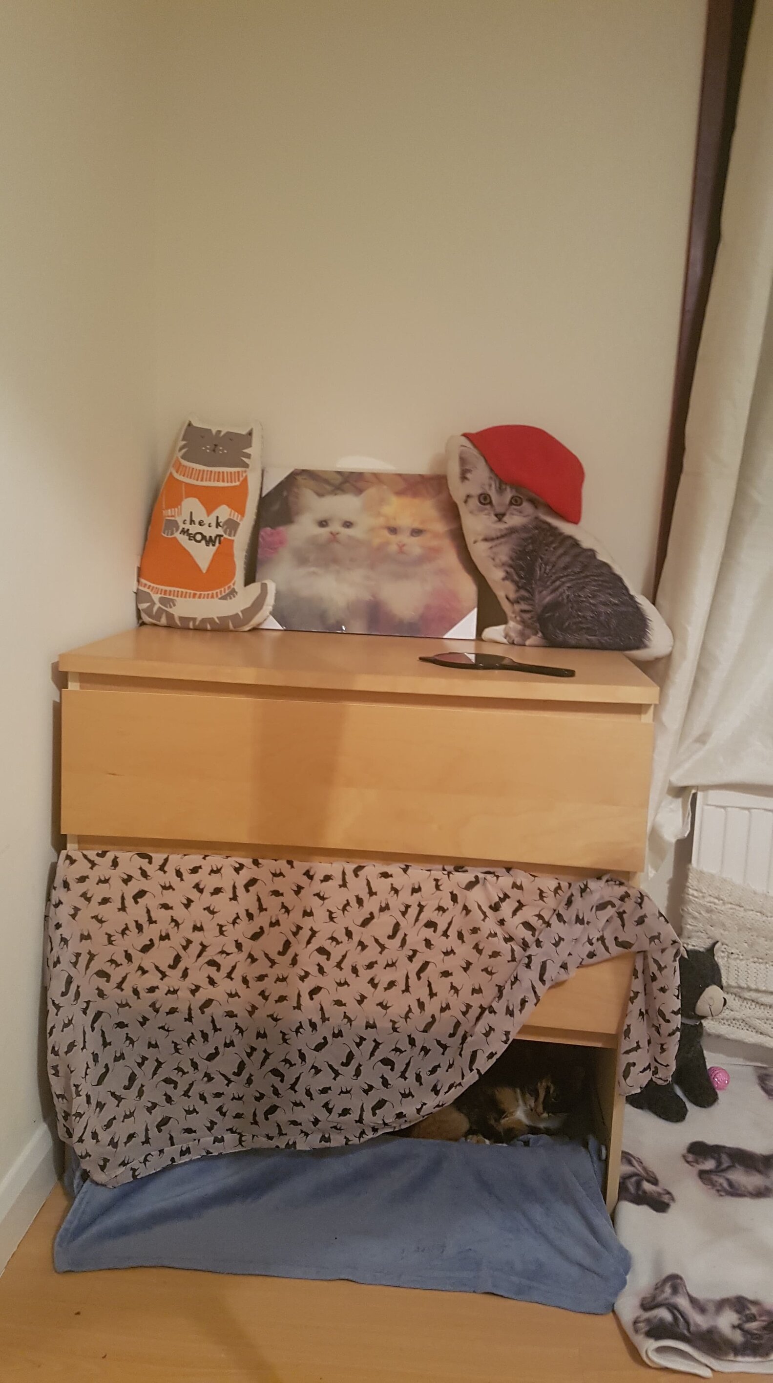 Foster Cat And Kittens Get Entire Bedroom To Themselves The Dodo